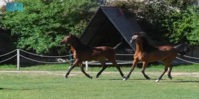 Taif: Guardian of the Arabian Horse’s Timeless Legacy